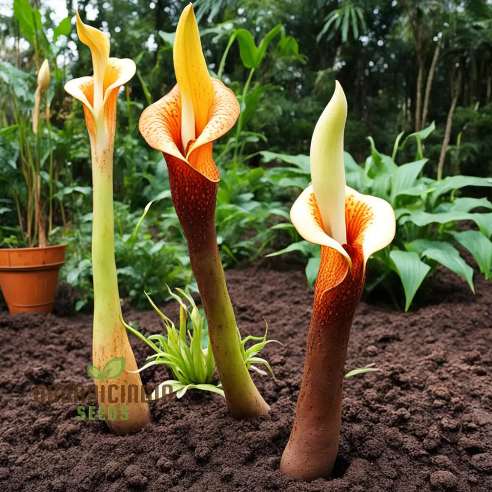 Amorphophallus Voodoo Lily Flower Seeds Exotic And Unique Blooms For Intriguing Gardens Perennials