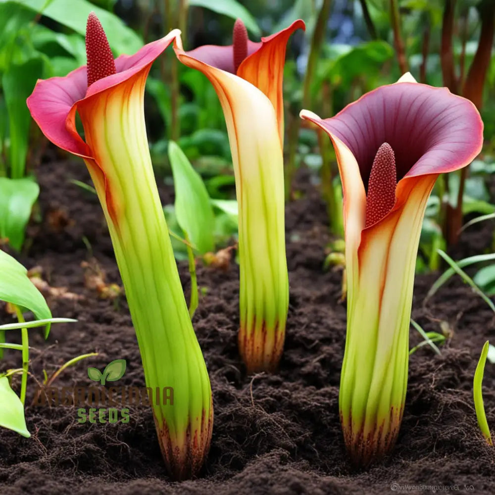 Amorphophallus Voodoo Lily Flower Seeds Exotic And Unique Blooms For Intriguing Gardens Perennials