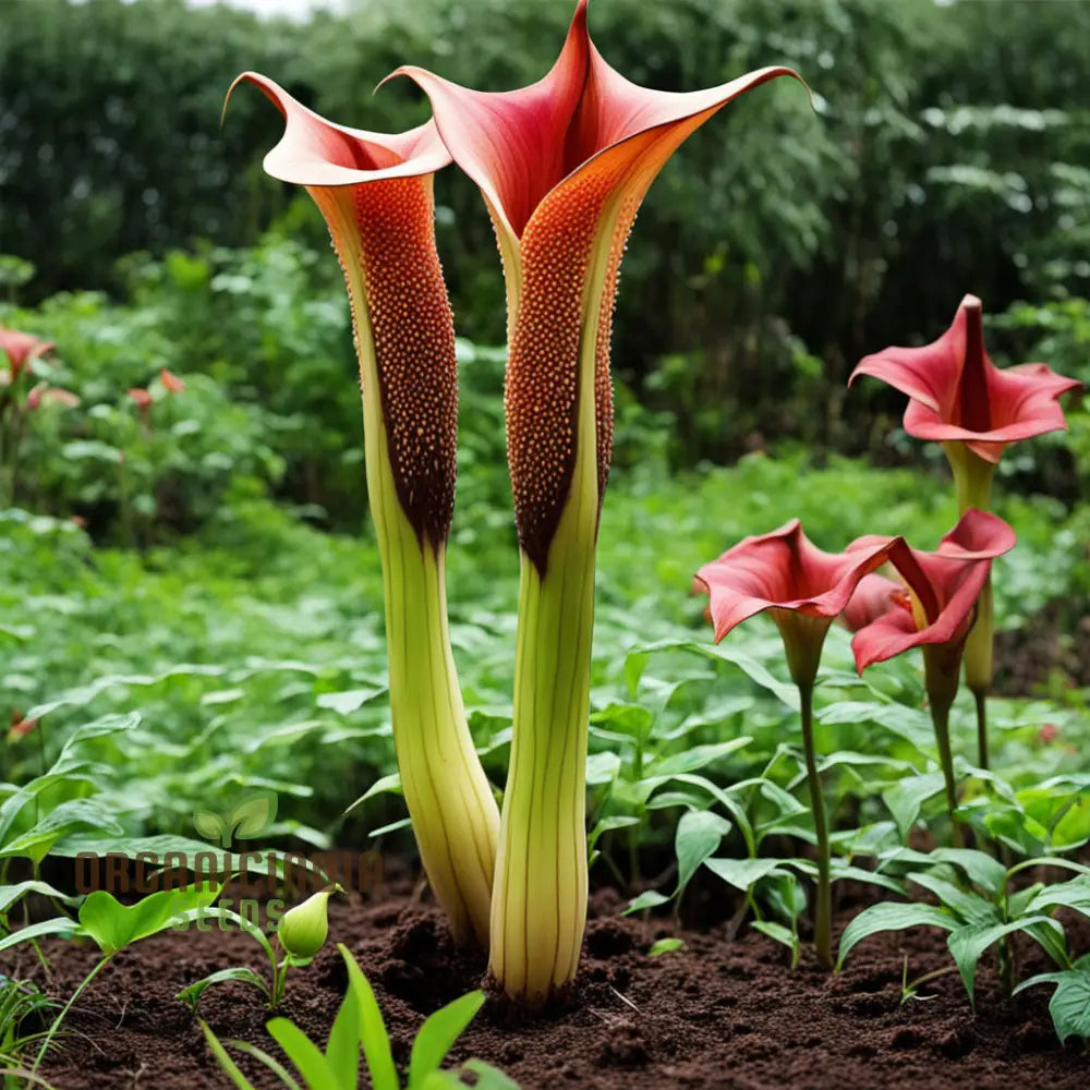 Amorphophallus Voodoo Lily Flower Seeds Exotic And Unique Blooms For Intriguing Gardens Perennials