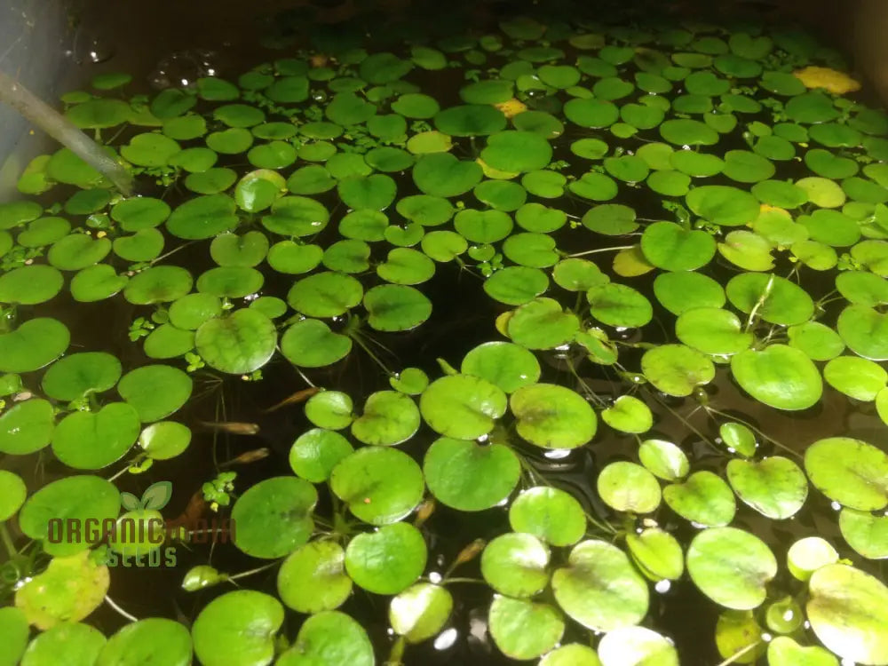 Anacharis Elodea Live Plants - 100 Pcs For Aquarium & Pond Plant Seeds