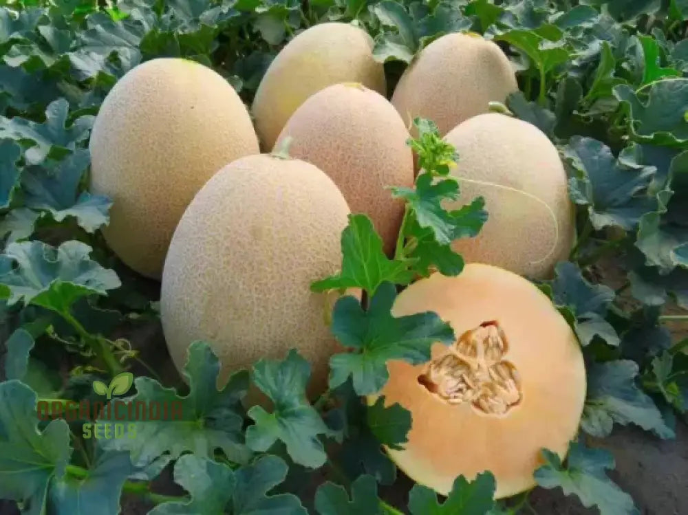 Ananas Melon Seeds For Planting - High-Quality Your Garden