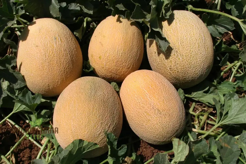 Ananas Melon Seeds For Planting - High-Quality Your Garden