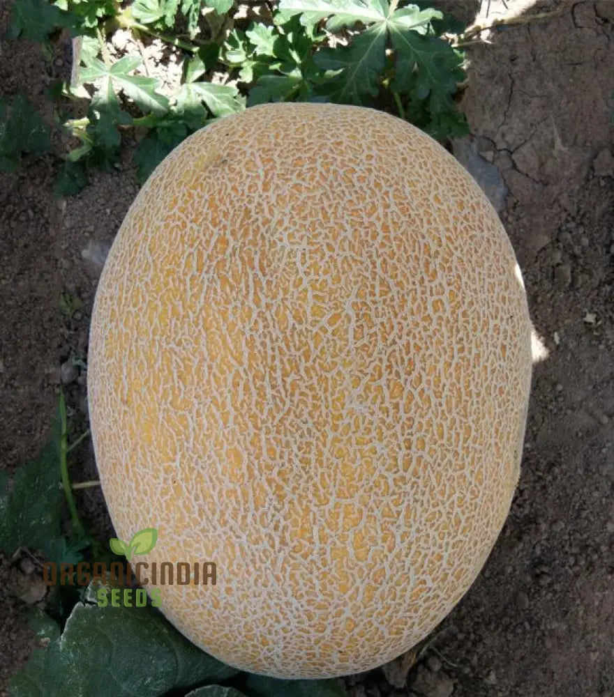 Ananas Melon Seeds For Planting - High-Quality Your Garden