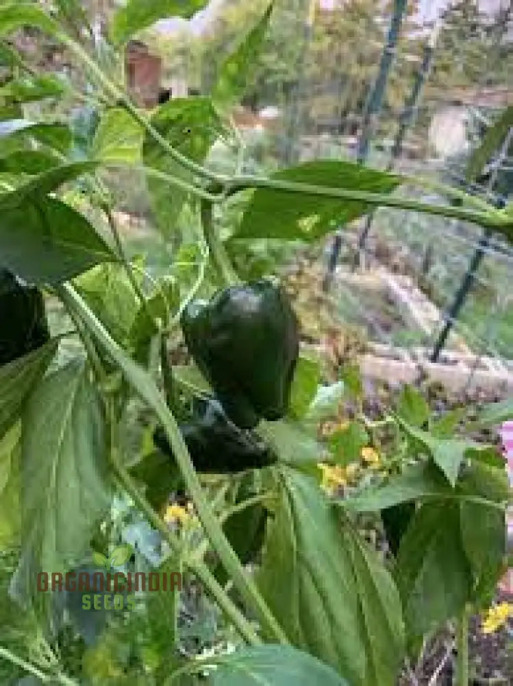 Ancho Gigantea Pepper Vegetable Seeds Premium Quality For Garden Enthusiasts Discover Exquisite