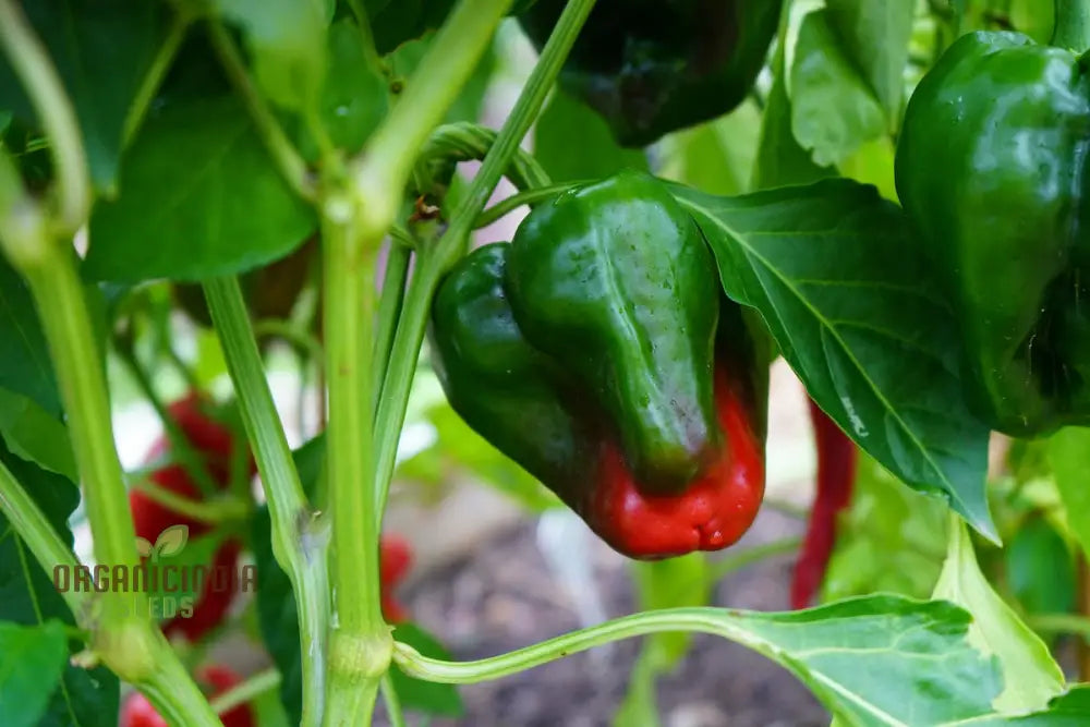 Ancho Gigantea Pepper Vegetable Seeds Premium Quality For Garden Enthusiasts Discover Exquisite