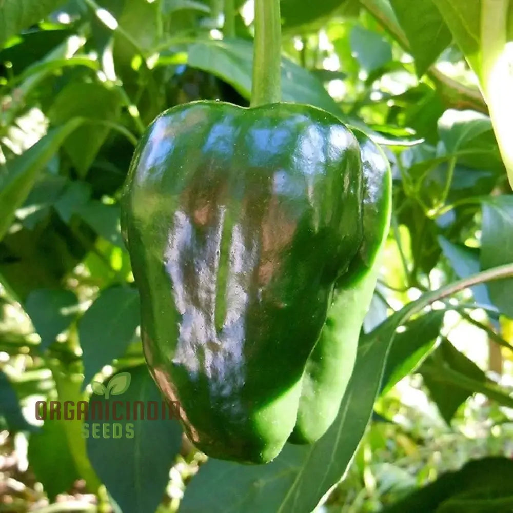 Ancho Gigantea Pepper Vegetable Seeds Premium Quality For Garden Enthusiasts Discover Exquisite