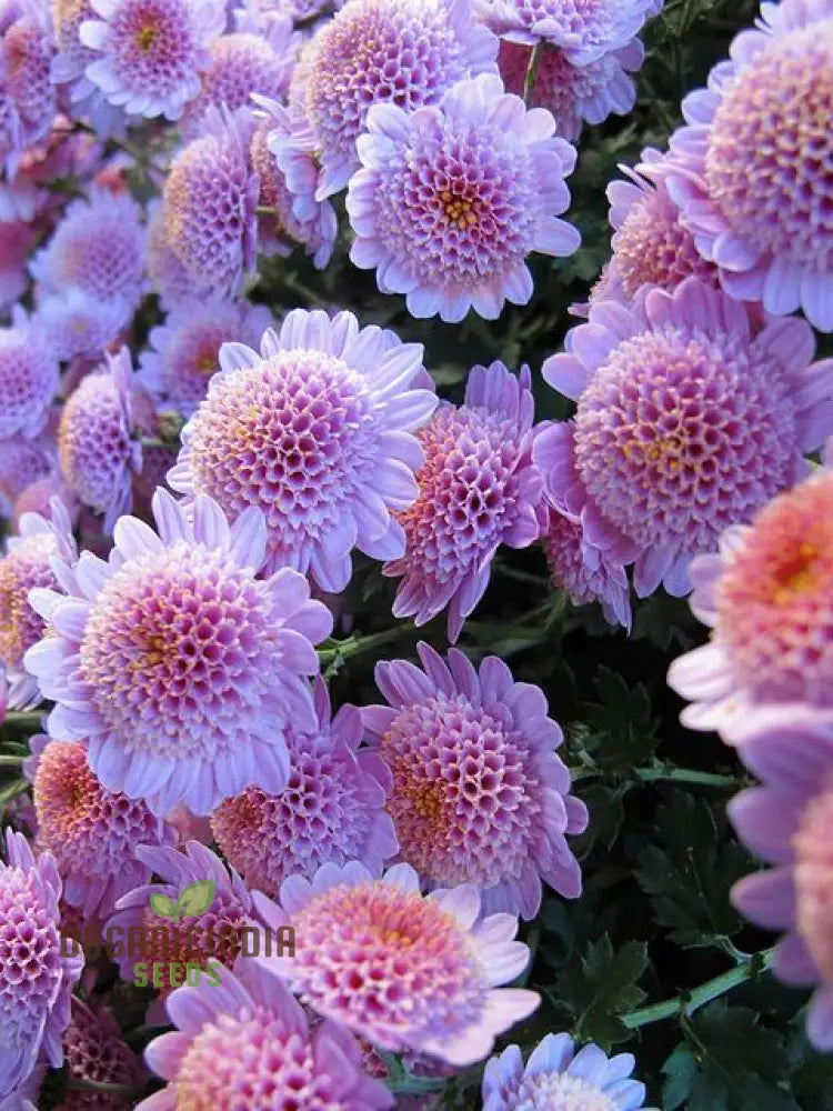 Andraeanum Cereals Seeds For Planting – 100 Pcs Flower Seeds