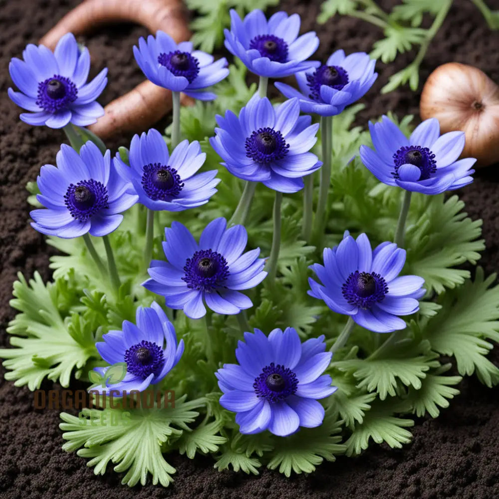 Anemone Blanda Blue Flower Seeds Add A Touch Of Serenity To Your Garden High-Quality For Stunning