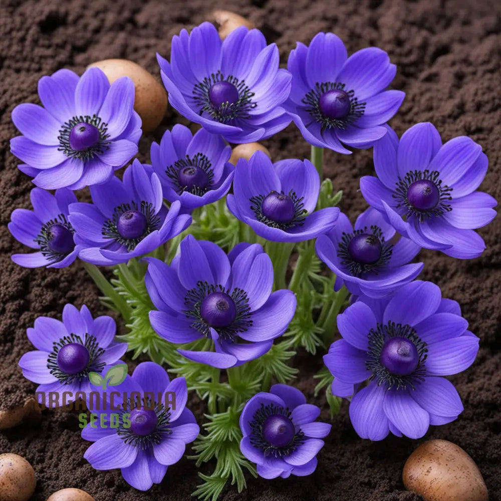 Anemone Blanda Blue Flower Seeds Add A Touch Of Serenity To Your Garden High-Quality For Stunning