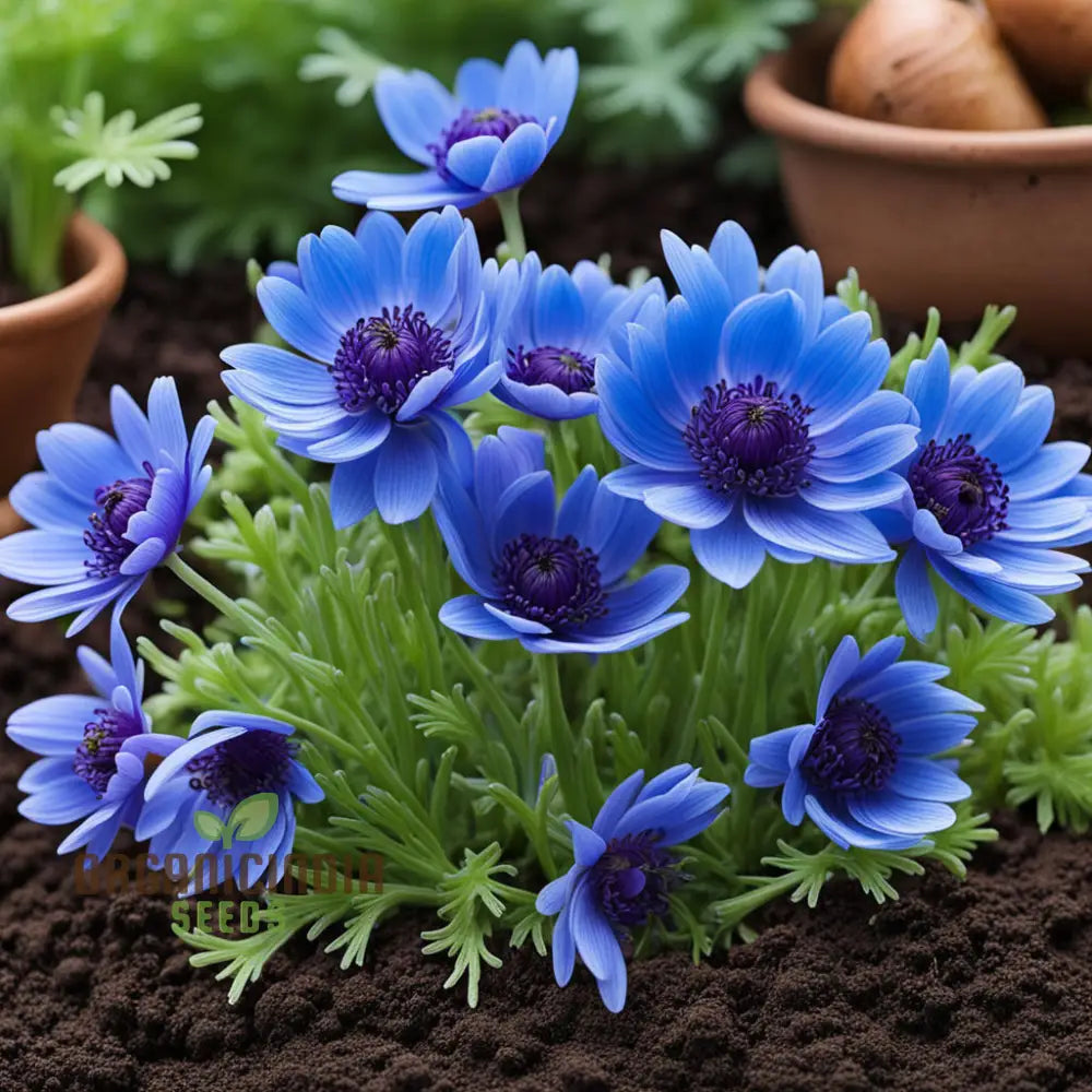 Anemone Blanda Blue Flower Seeds Add A Touch Of Serenity To Your Garden High-Quality For Stunning