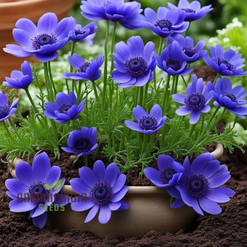 Anemone Blanda Blue Flower Seeds Add A Touch Of Serenity To Your Garden High-Quality For Stunning