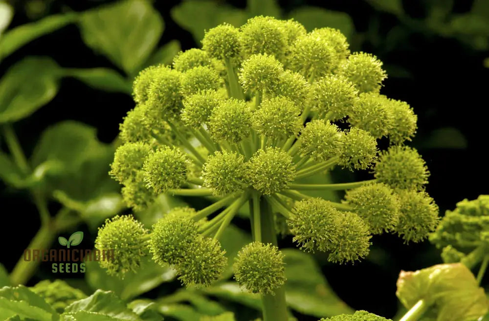 Angelica Holy Ghost Seeds For Planting Premium Quality Gardening Perfect A Thriving And Lush Garden