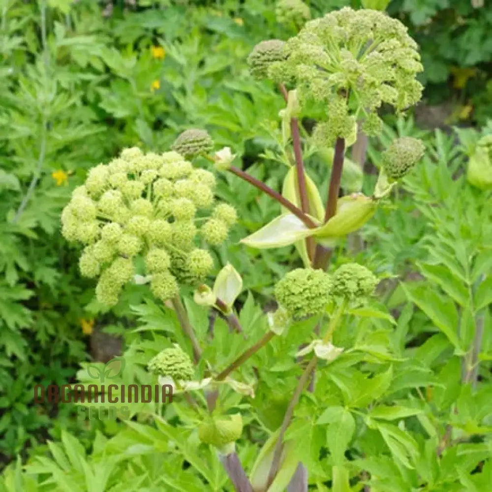 Angelica Holy Ghost Seeds For Planting Premium Quality Gardening Perfect A Thriving And Lush Garden