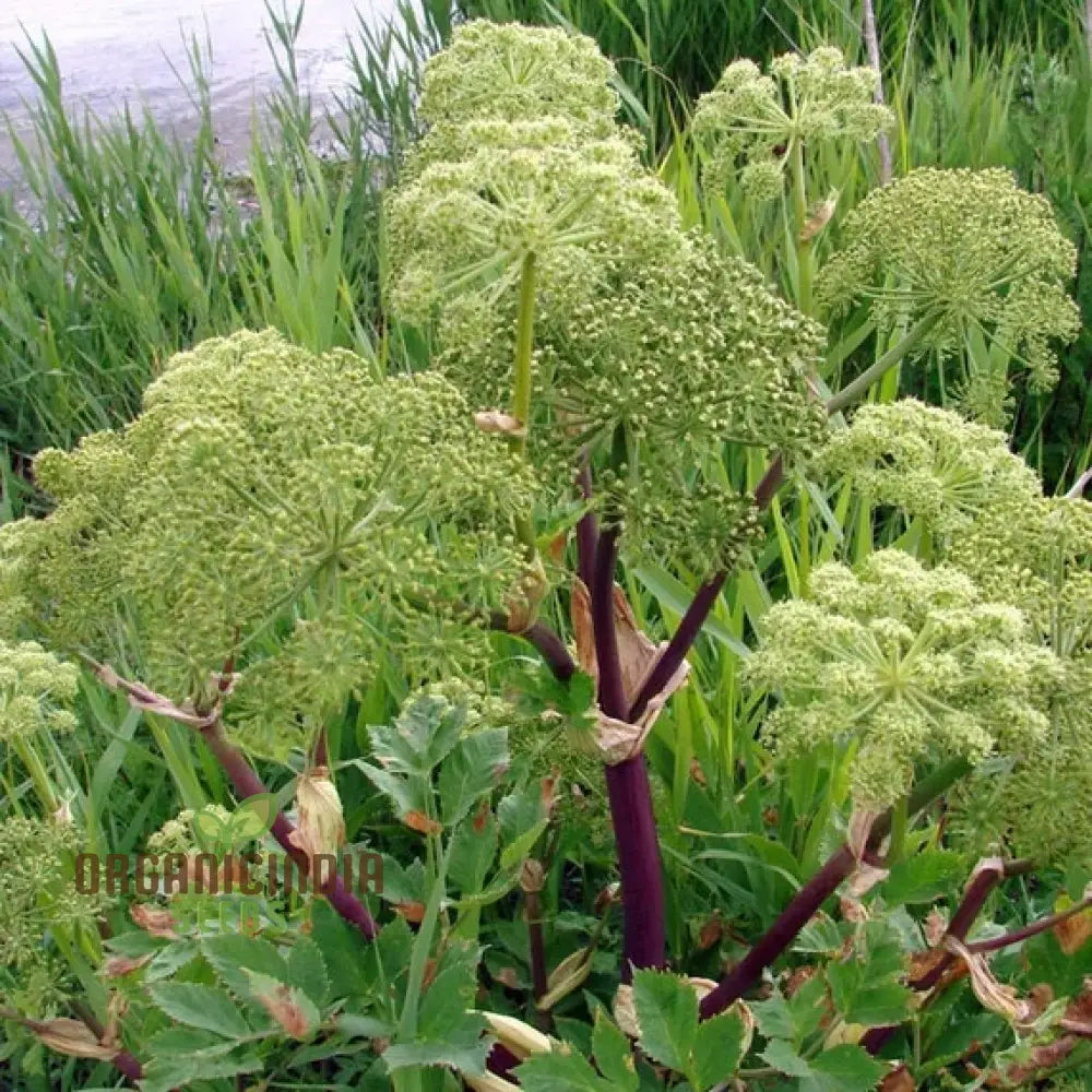 Angelica Holy Ghost Seeds For Planting Premium Quality Gardening Perfect A Thriving And Lush Garden