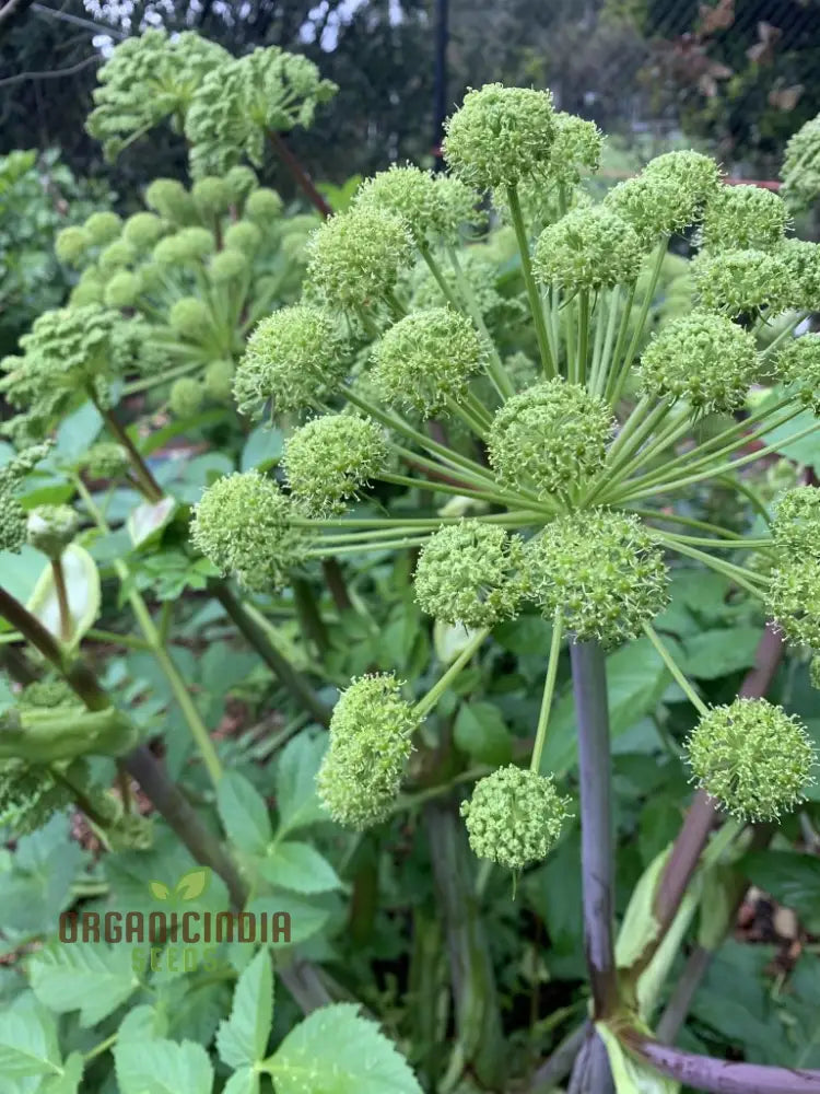 Angelica Holy Ghost Seeds For Planting Premium Quality Gardening Perfect A Thriving And Lush Garden