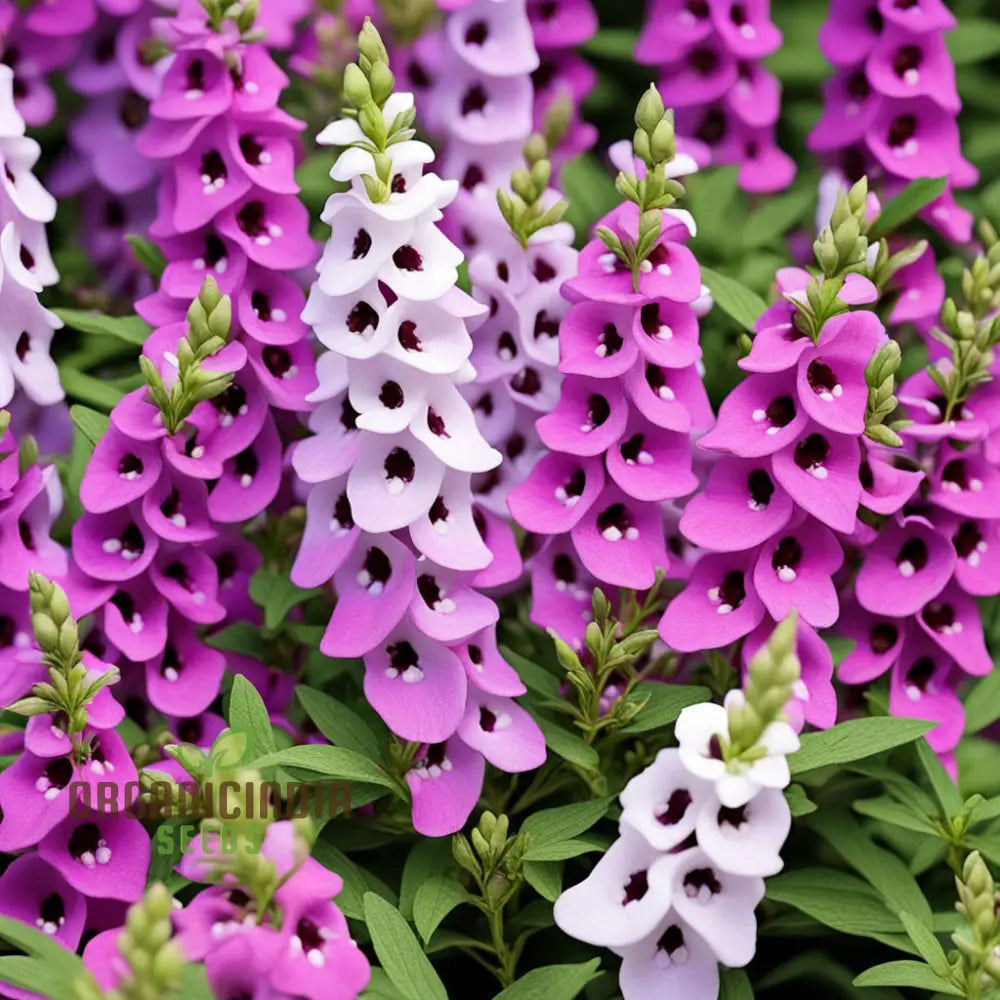 Angelonia Flower Garden Seeds Colorful Charm For Your Summer Annuals