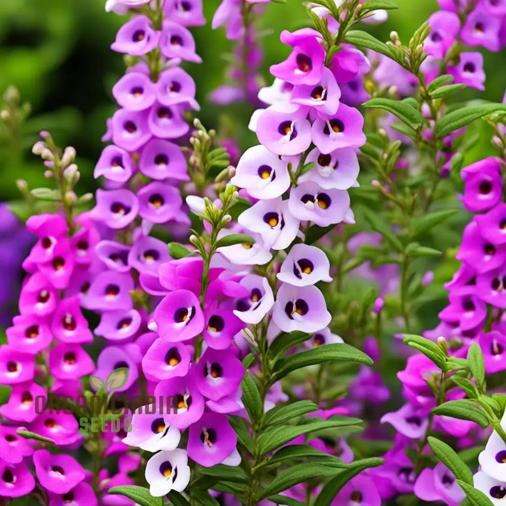 Angelonia Flower Garden Seeds Colorful Charm For Your Summer Annuals