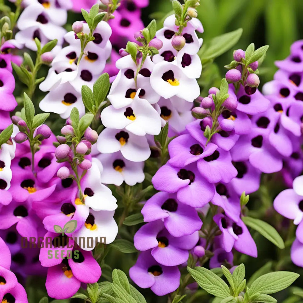 Angelonia Flower Garden Seeds Colorful Charm For Your Summer Annuals