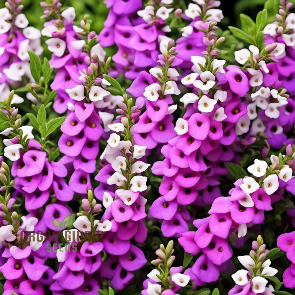 Angelonia Flower Garden Seeds Colorful Charm For Your Summer Annuals