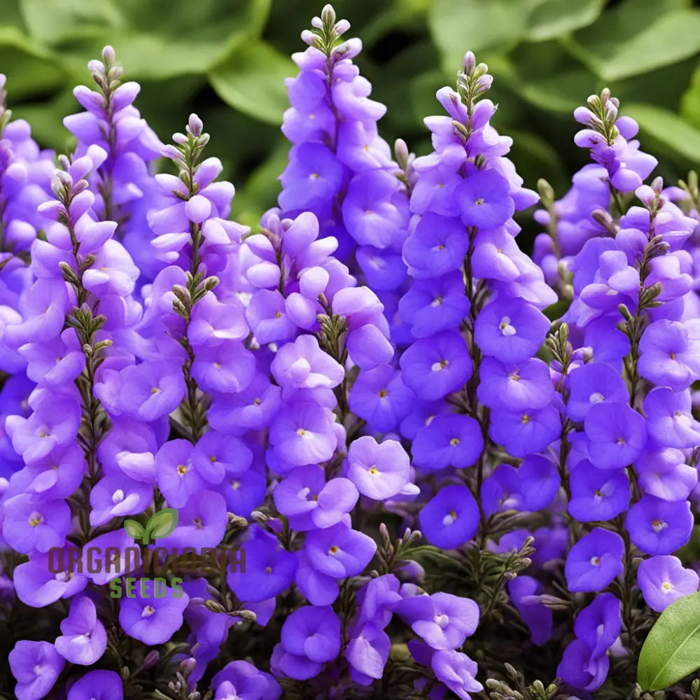 Angelonia Flower Garden Seeds Vibrant Easy To Grow Summer Snapdragon Blooms Annuals