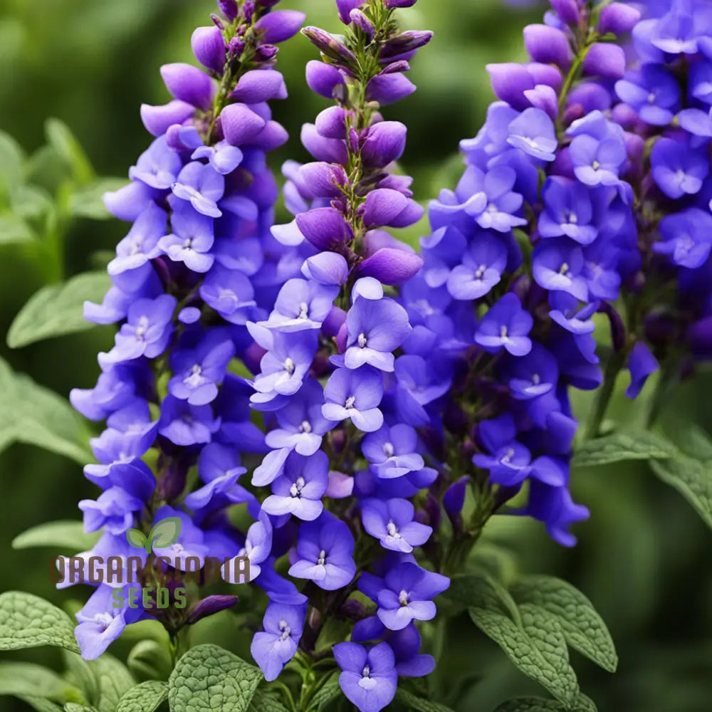 Angelonia Flower Garden Seeds Vibrant Easy To Grow Summer Snapdragon Blooms Annuals