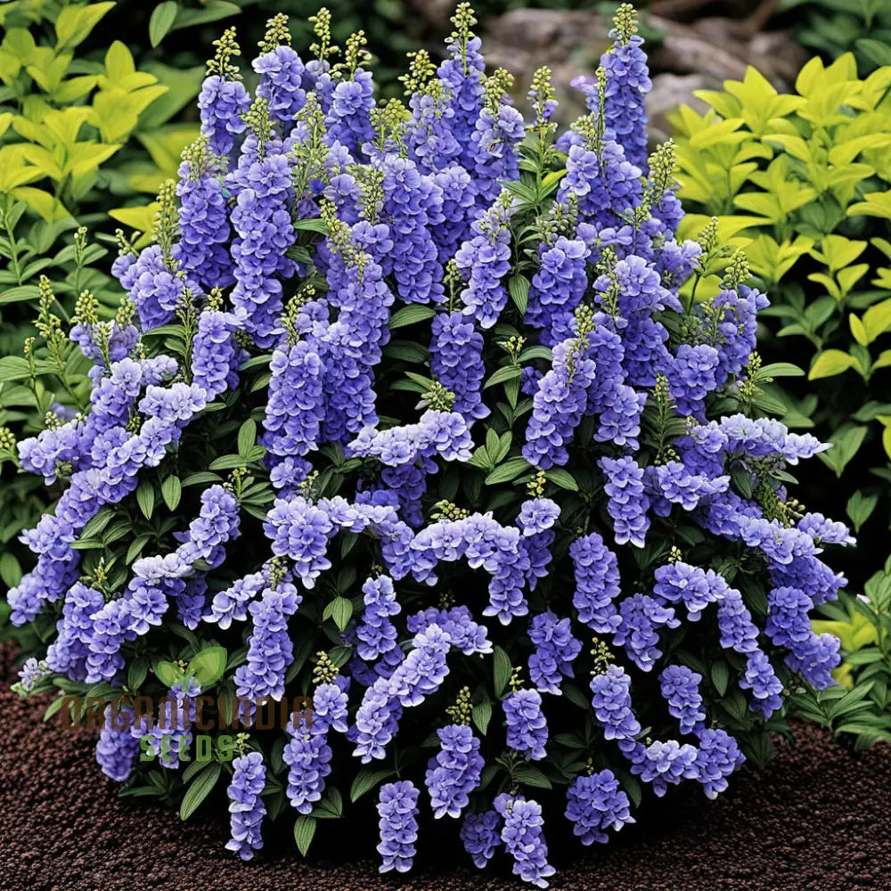 Angelonia Flower Garden Seeds Vibrant Easy To Grow Summer Snapdragon Blooms Annuals