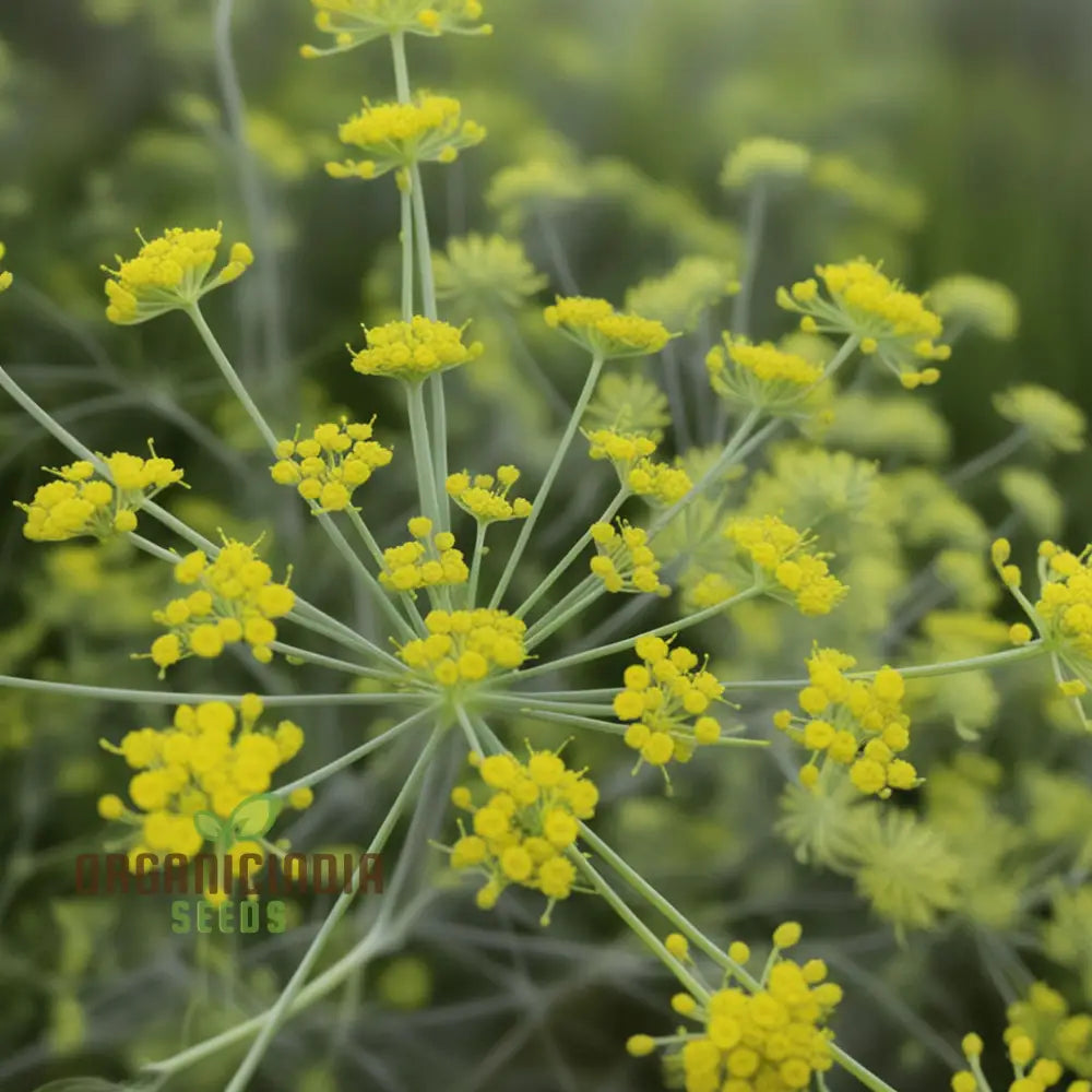 Anise Flower Seeds - Fresh Organic For Planting Cultivate Beautiful Blooms In Your Garden Perfect