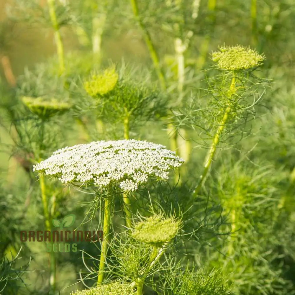 Anise Flower Seeds - Fresh Organic For Planting Cultivate Beautiful Blooms In Your Garden Perfect