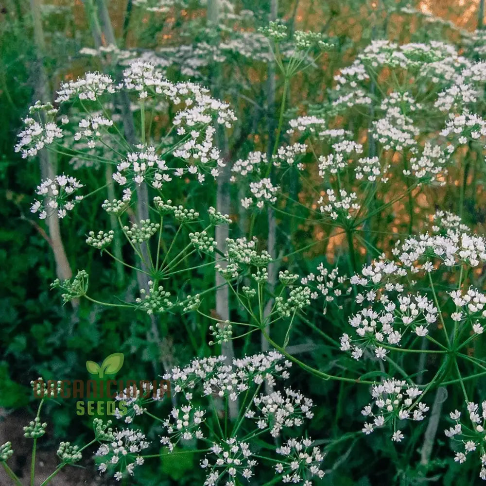 Anise Flower Seeds - Fresh Organic For Planting Cultivate Beautiful Blooms In Your Garden Perfect