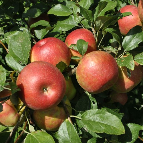 Ein Shemer Apple Seeds for Planting – Sweet, Tart & Heat-Tolerant Apple Trees