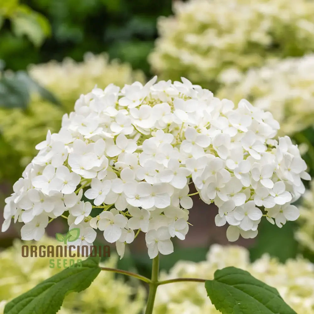 Annabelle Hydrangea Seeds Arborescens For Planting Perennials