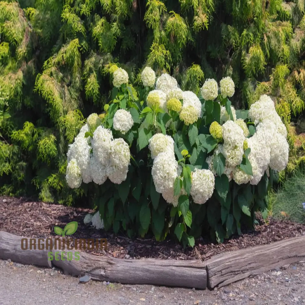 Annabelle Hydrangea Seeds Arborescens For Planting Perennials