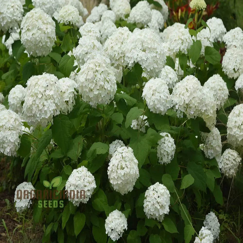 Annabelle Hydrangea Seeds Arborescens For Planting Perennials