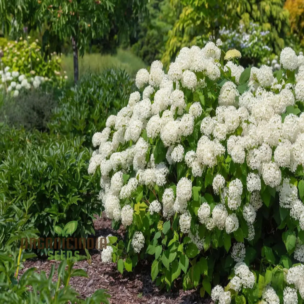 Annabelle Hydrangea Seeds Arborescens For Planting Perennials