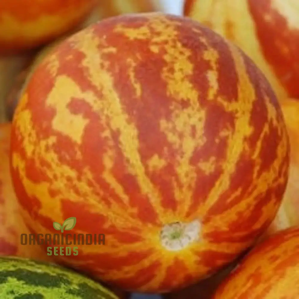 Anne’s Pocket Melon Seeds For Planting - Prescott Fond Blanc: Exquisite Gardening Delights Await