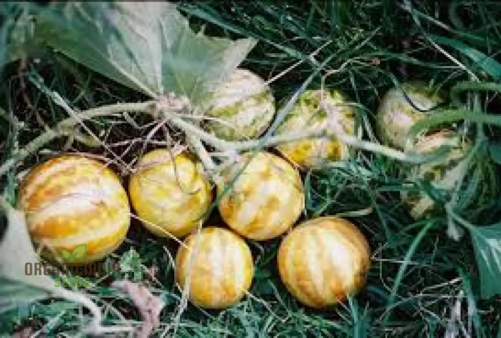 Anne’s Pocket Melon Seeds For Planting - Prescott Fond Blanc: Exquisite Gardening Delights Await