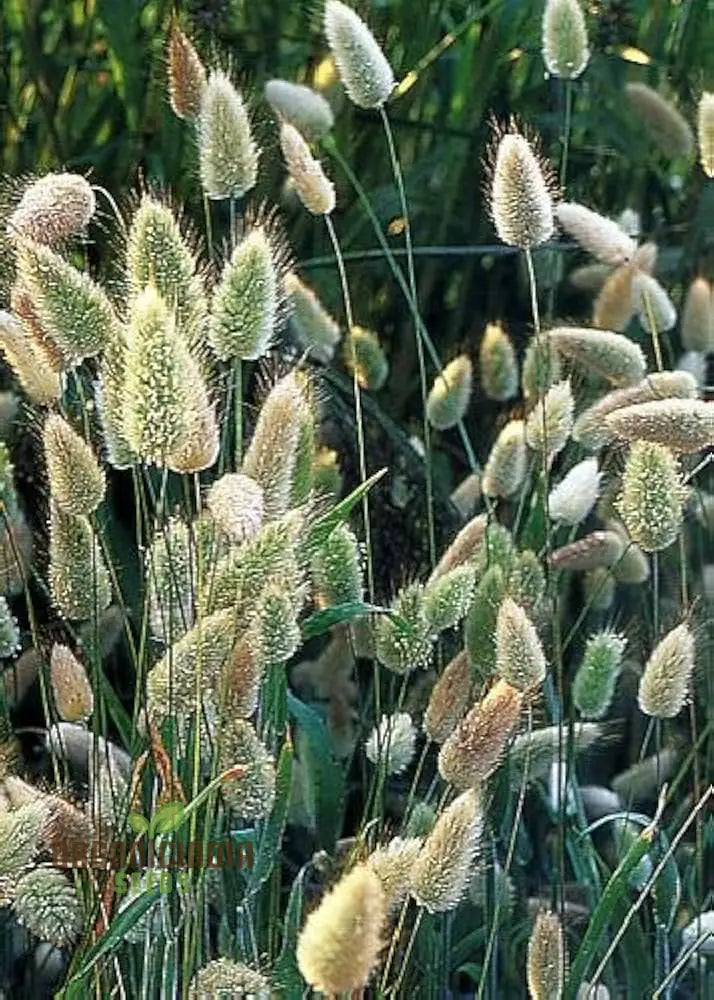 Annual Ornamental Grass Mix Seeds For Planting Enthusiasts Create Stunning Textured Garden