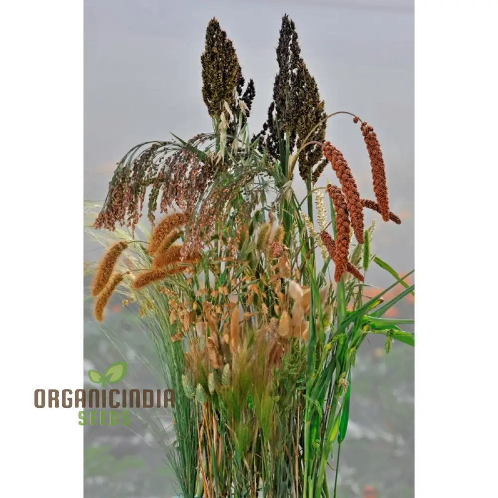 Annual Ornamental Grass Mix Seeds For Planting Enthusiasts Create Stunning Textured Garden