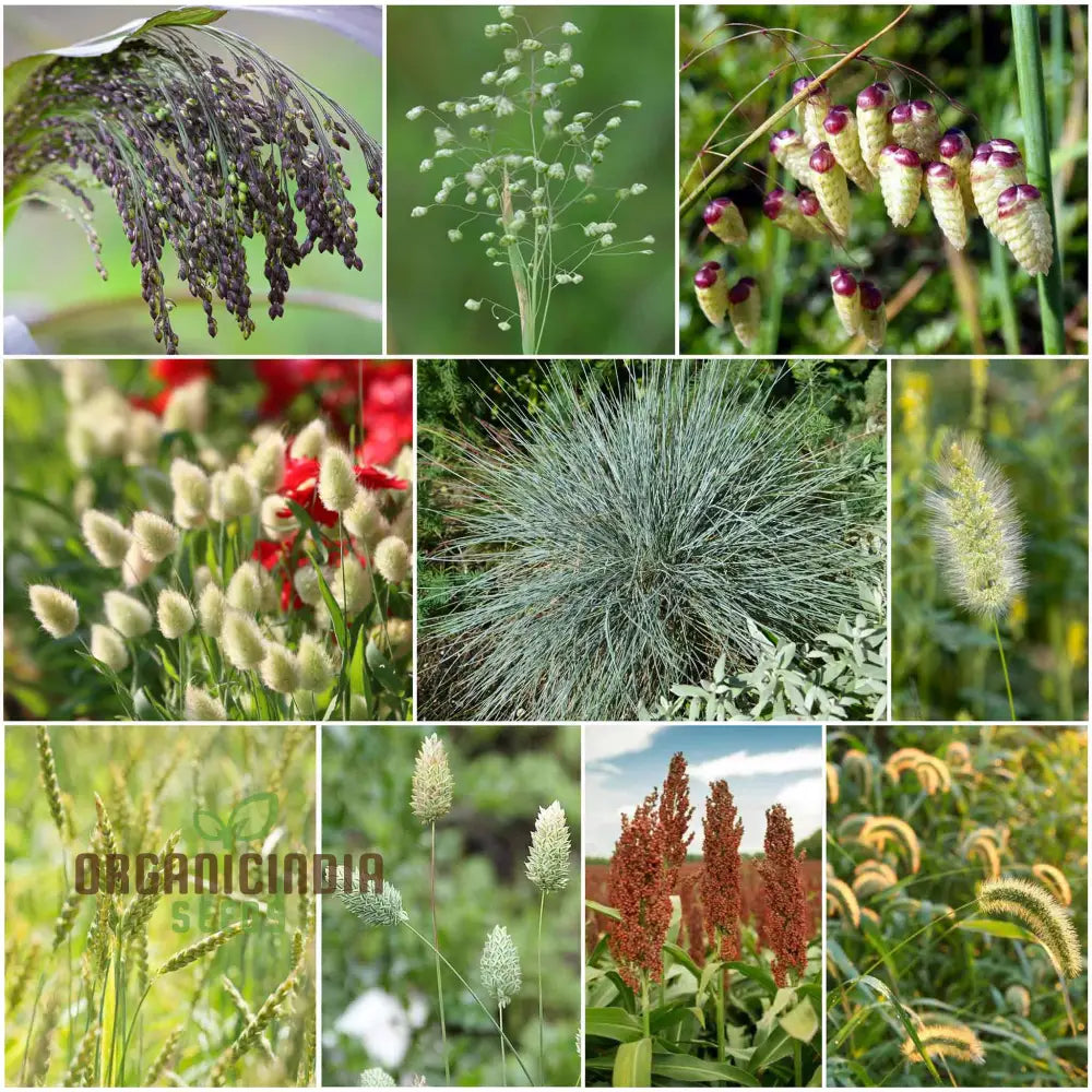 Annual Ornamental Grass Mix Seeds For Planting Enthusiasts Create Stunning Textured Garden