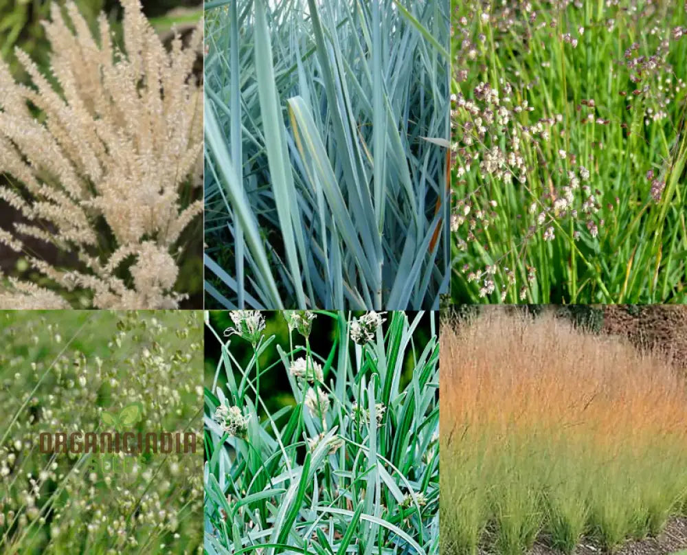 Annual Ornamental Grass Mix Seeds For Planting Enthusiasts Create Stunning Textured Garden