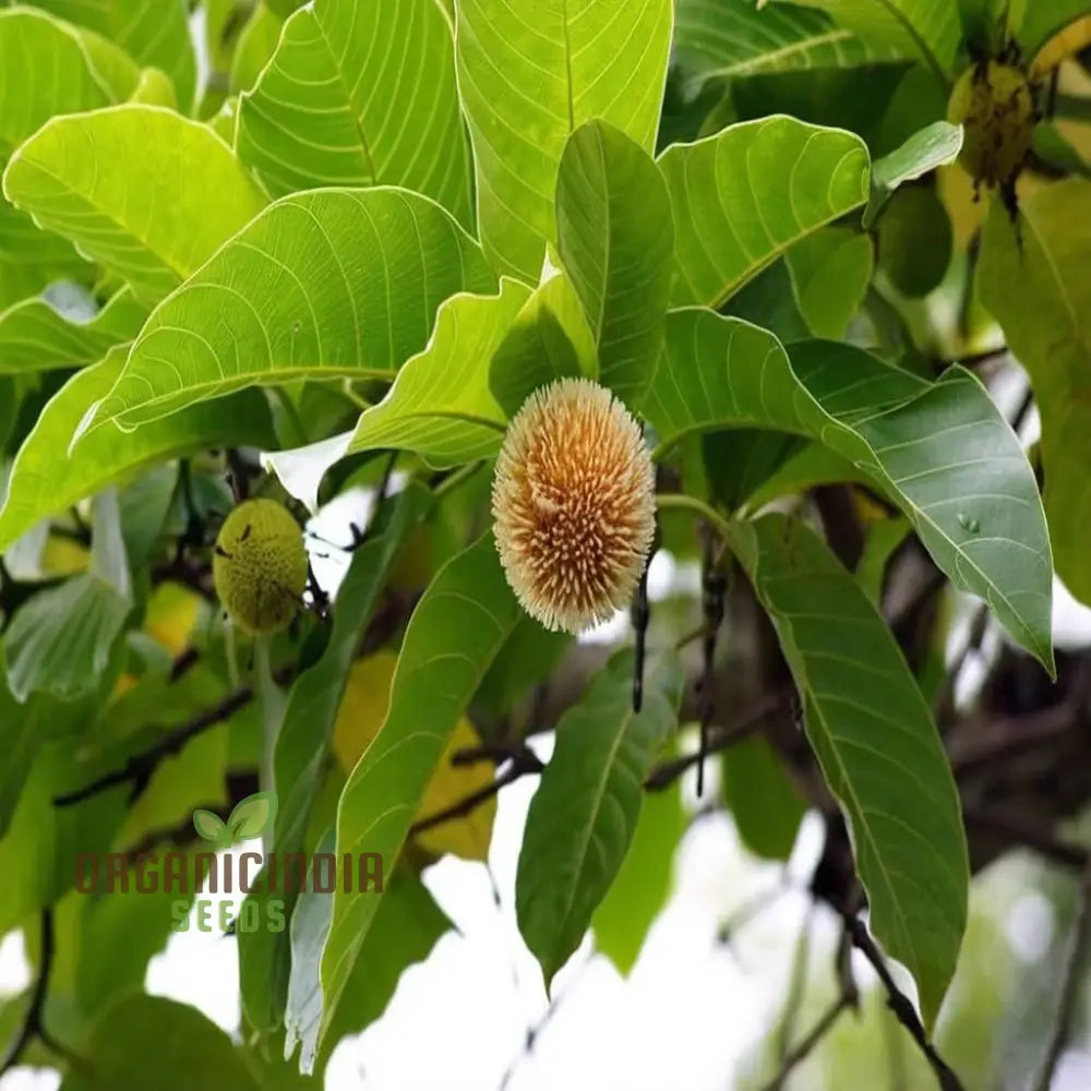 Anthocephalus Cadamba Fruit Seeds Enhance Your Garden With Expert Planting And Gardening Tips For