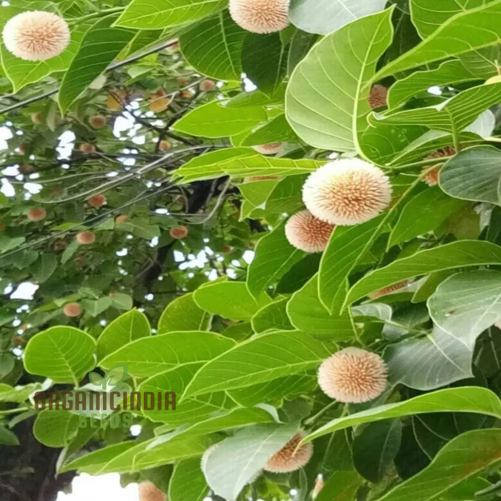 Anthocephalus Cadamba Fruit Seeds Enhance Your Garden With Expert Planting And Gardening Tips For