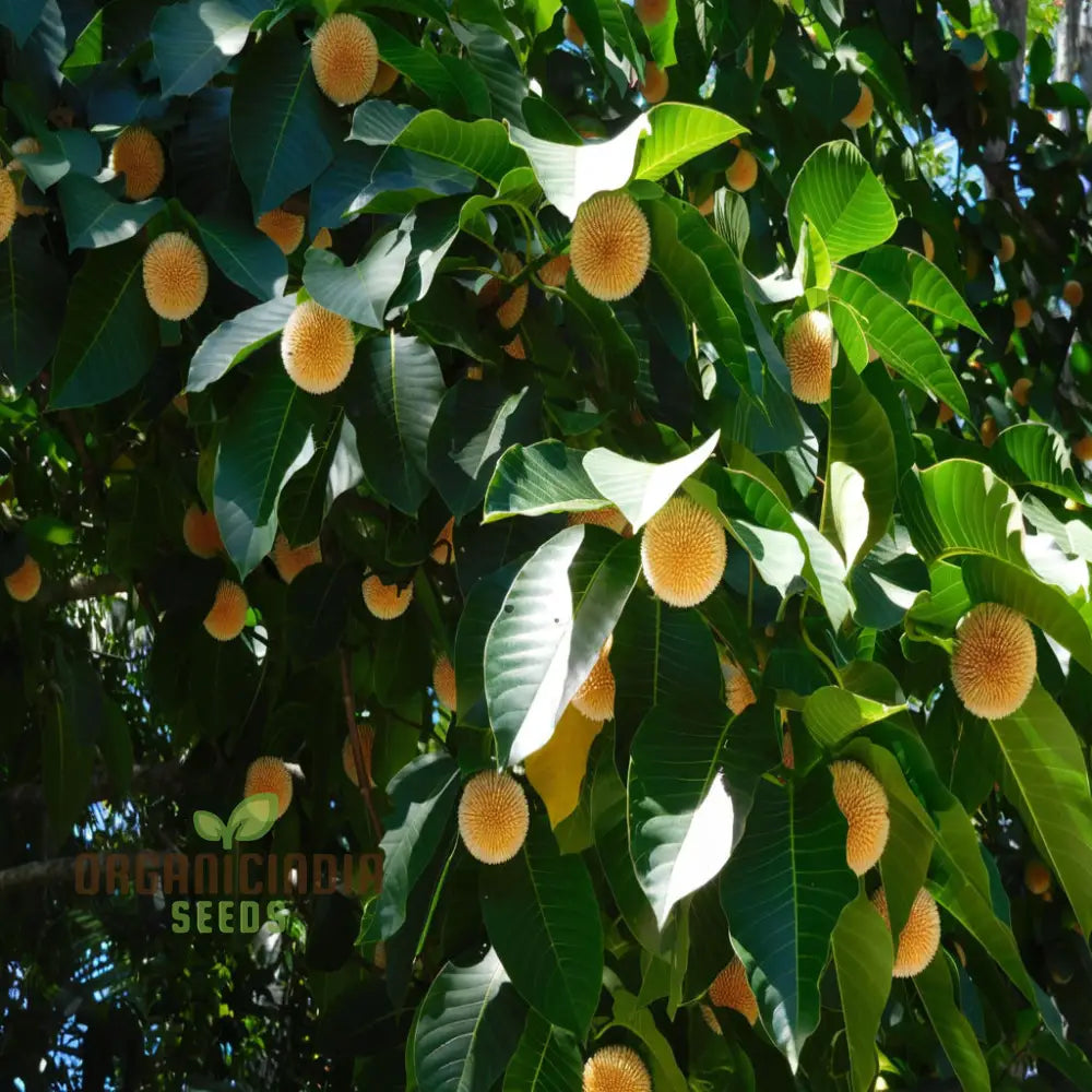 Anthocephalus Cadamba Fruit Seeds Enhance Your Garden With Expert Planting And Gardening Tips For