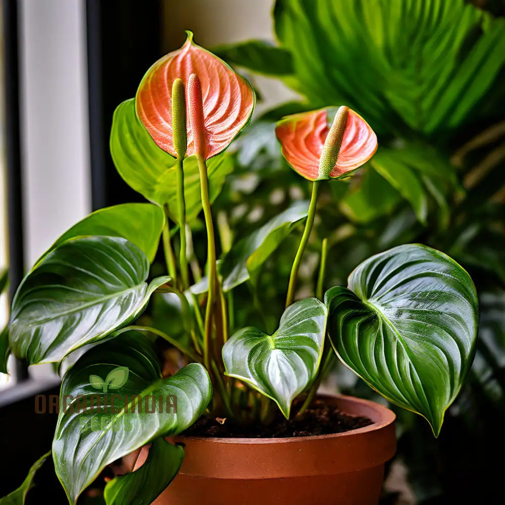 Anthurium Andreanna Flower Seeds Mixed Fresh Varieties For Planting And Gardening - Cultivate