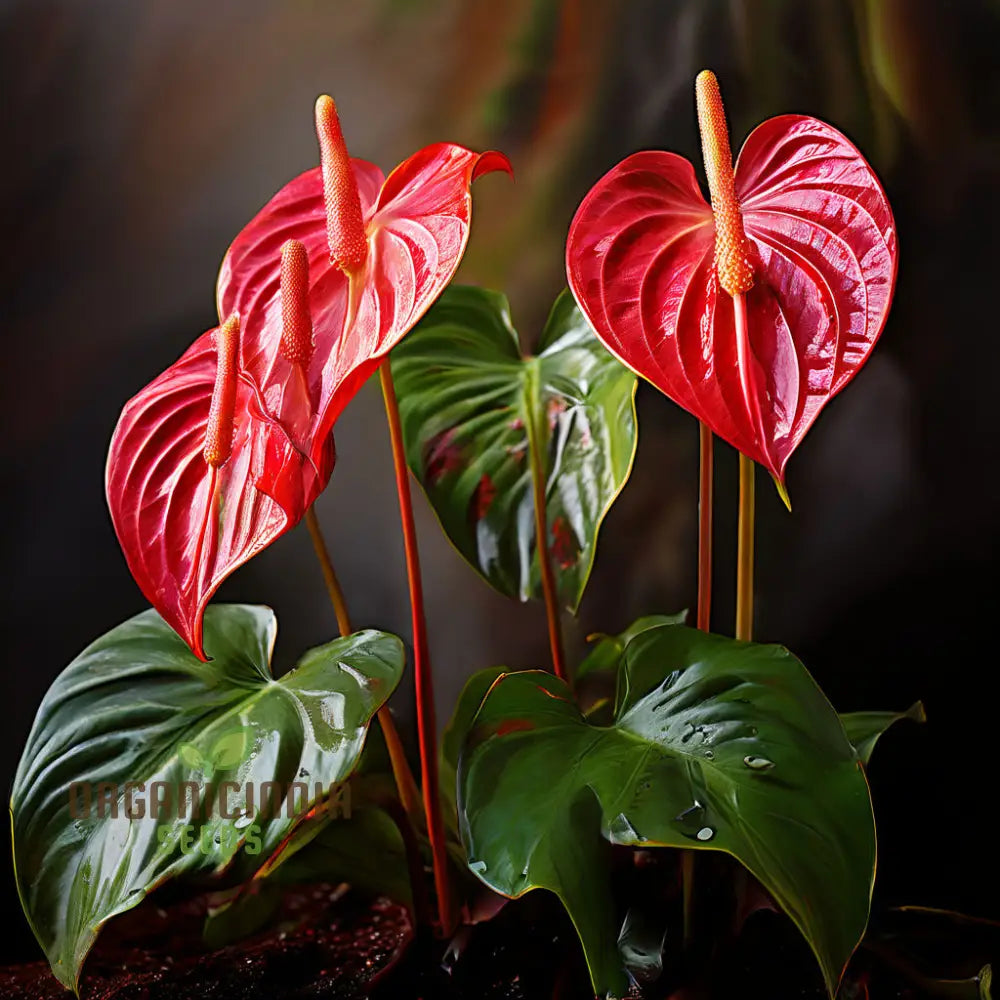 Anthurium Andreanna Flower Seeds Mixed Fresh Varieties For Planting And Gardening - Cultivate