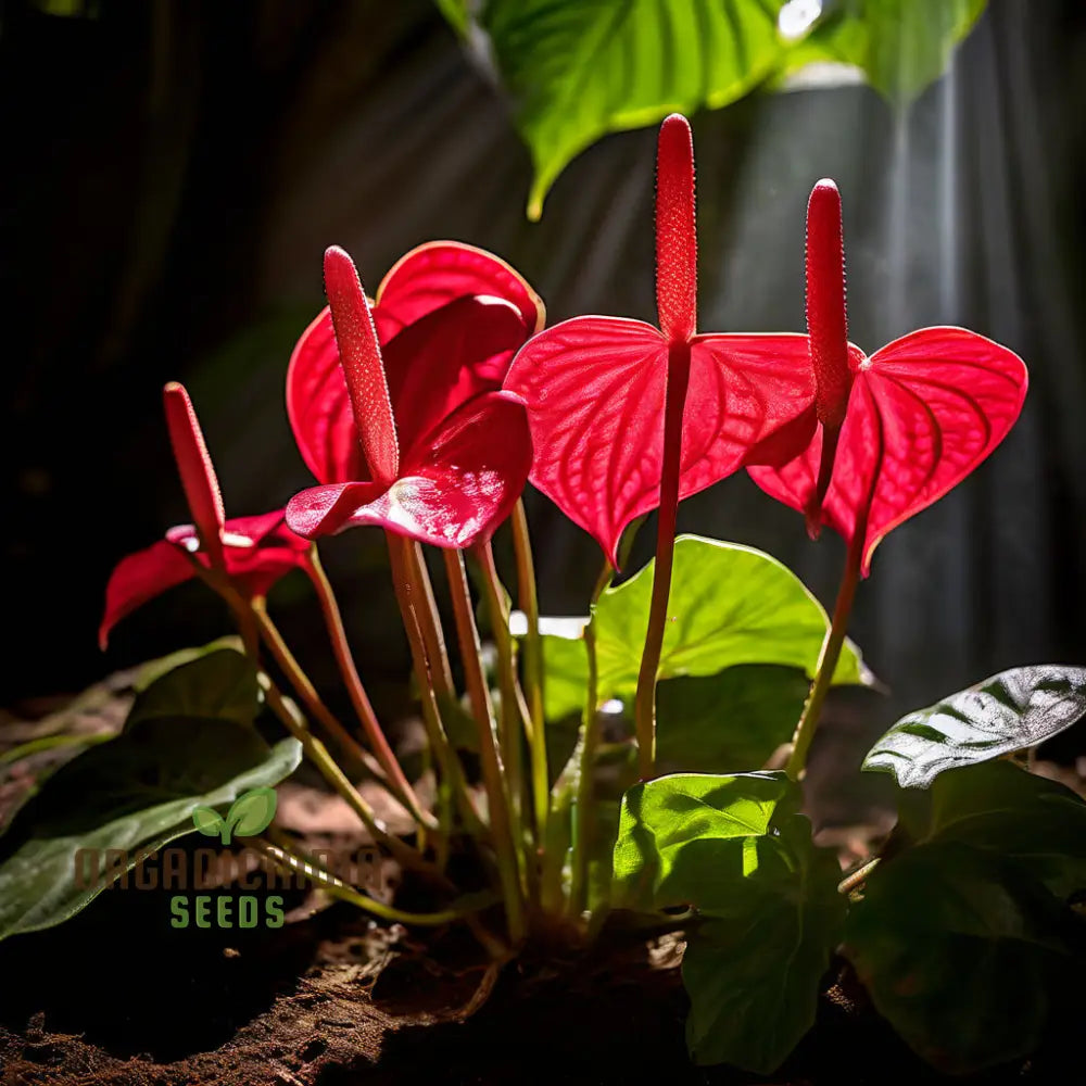 Anthurium Andreanna Flower Seeds Mixed Fresh Varieties For Planting And Gardening - Cultivate