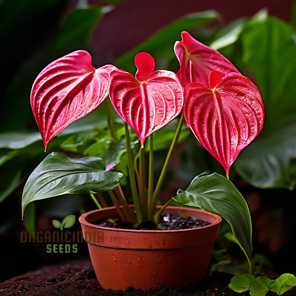 Anthurium Andreanna Flower Seeds Mixed Fresh Varieties For Planting And Gardening - Cultivate