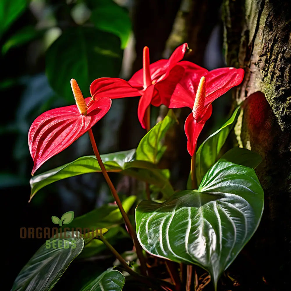 Anthurium Andreanna Flower Seeds Mixed Fresh Varieties For Planting And Gardening - Cultivate