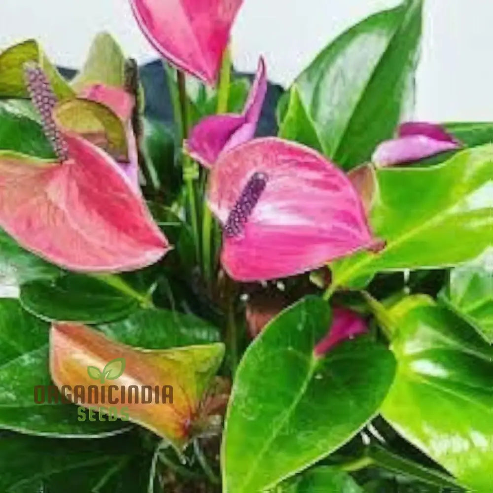 Anthurium Mixed Flower Planting Seeds Vibrant & Exotic Blooms For Your Garden Seeds