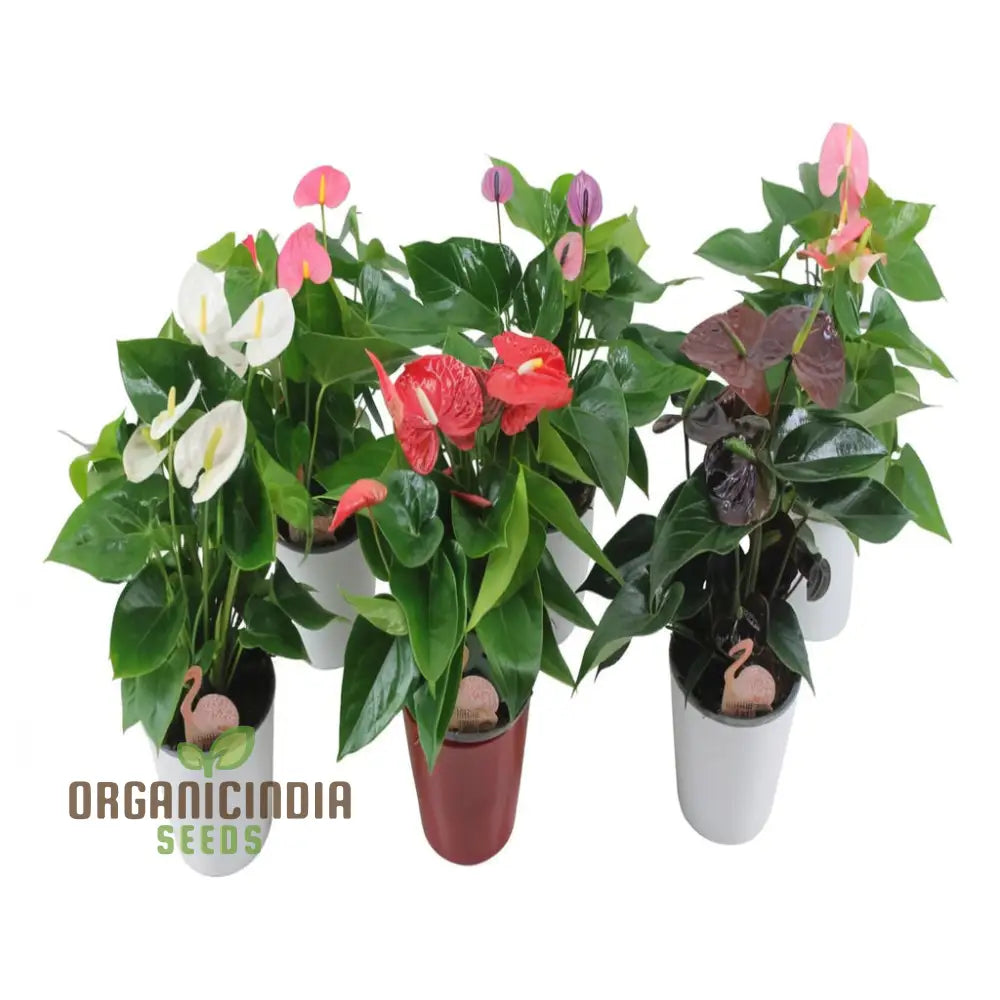 Anthurium Mixed Flower Planting Seeds Vibrant & Exotic Blooms For Your Garden Seeds